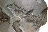 Spectacular Palm Infructescence & Fish Fossil Mural - Wyoming #380244-1
